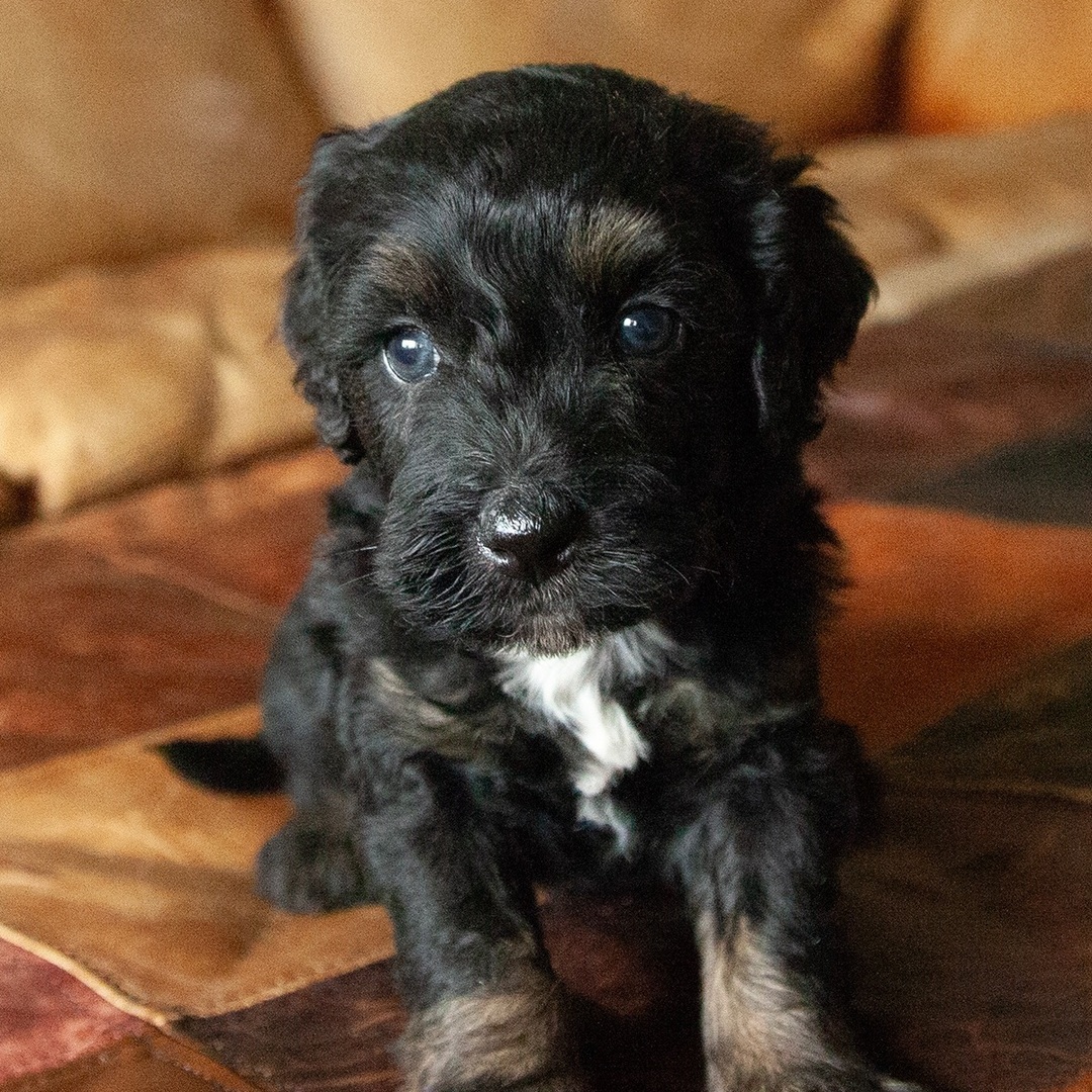 Maverick