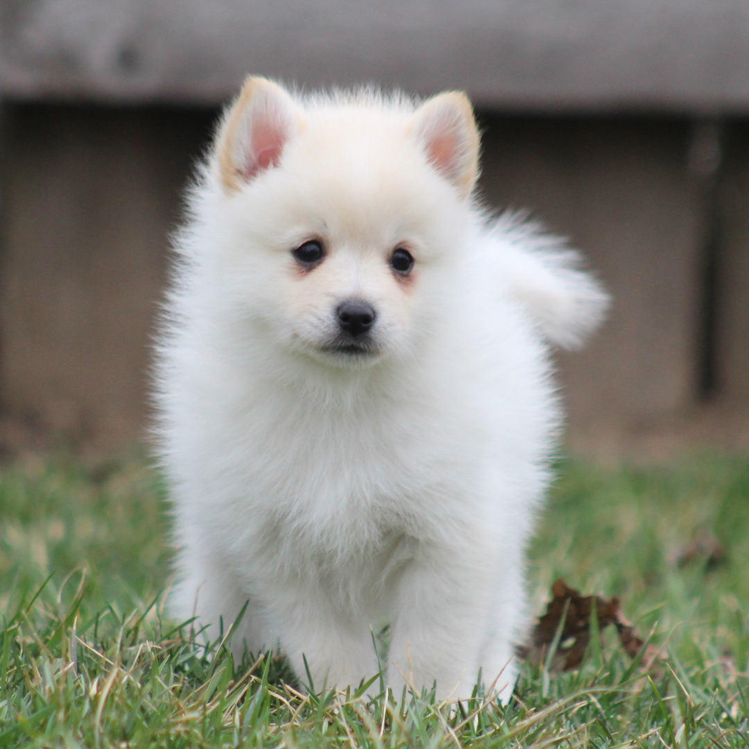 Willow