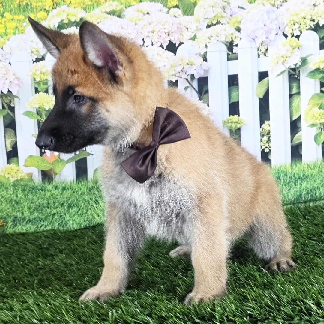 Oliver