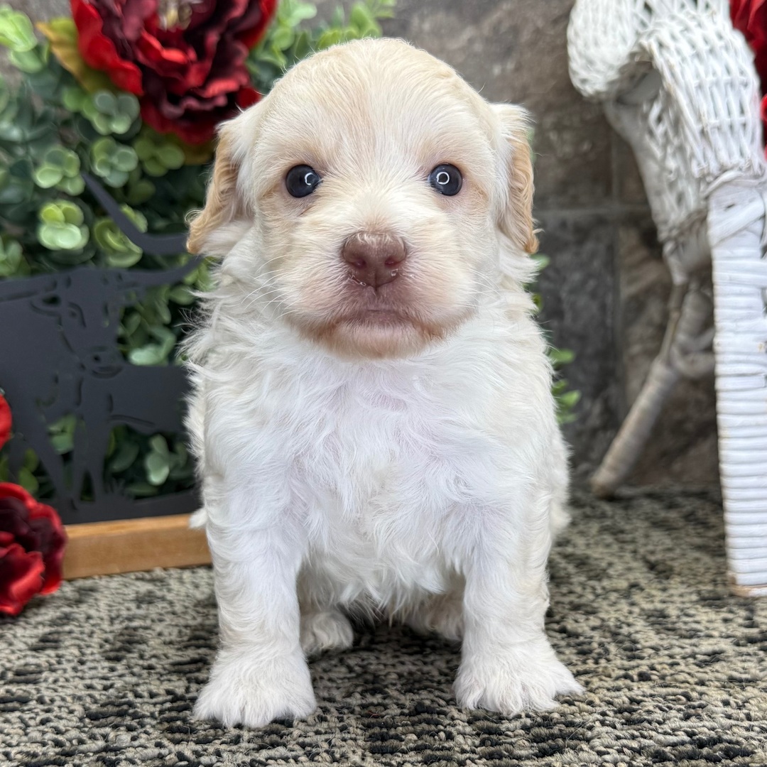 Nala