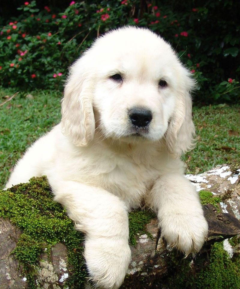Buddy Pup