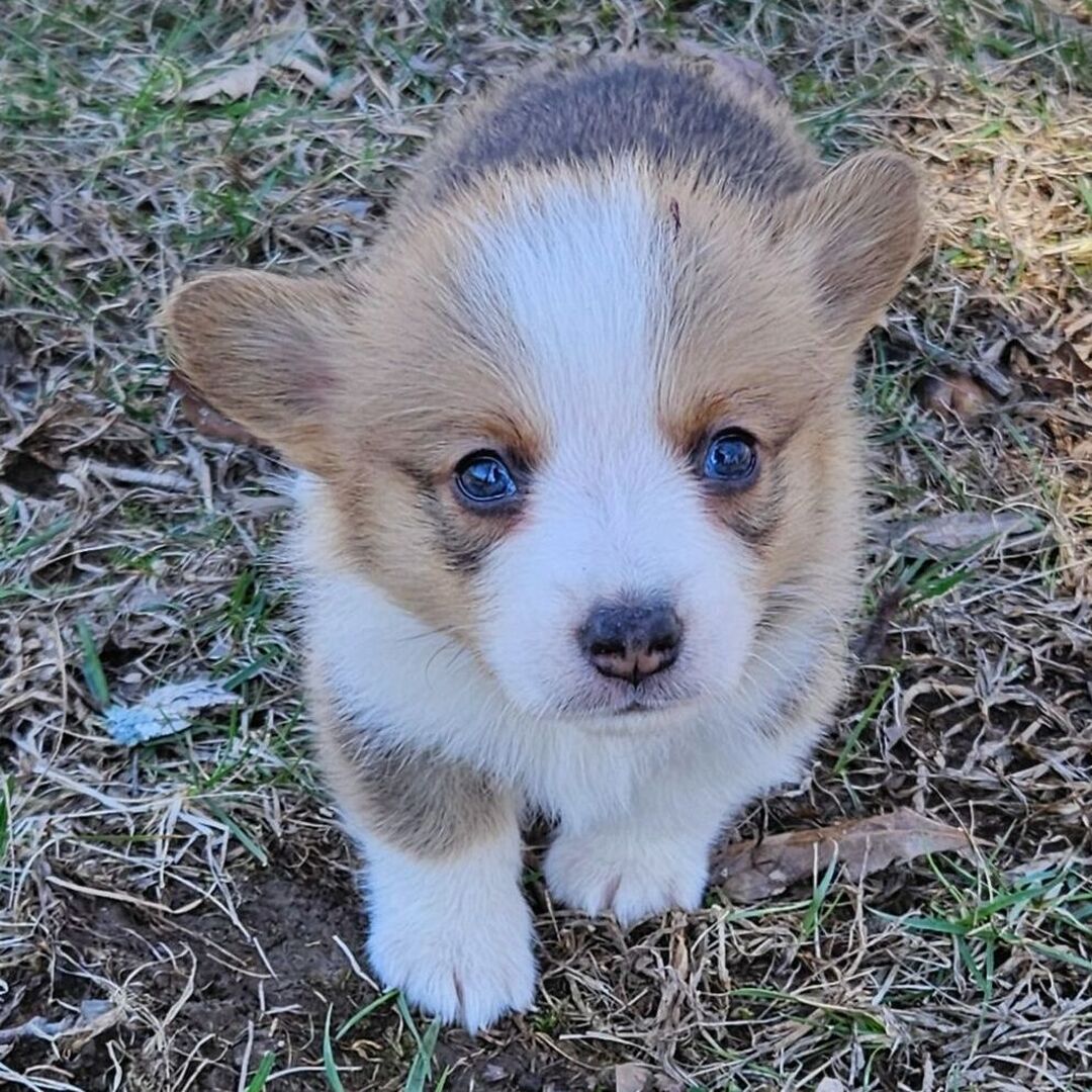 Chloe