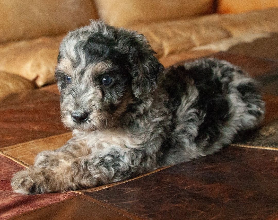 Willow
