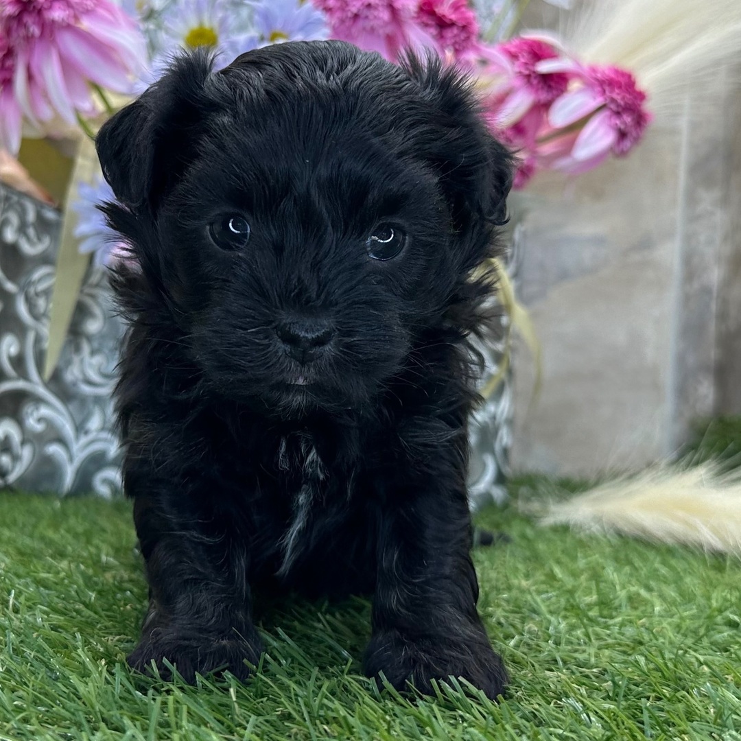 Zeus