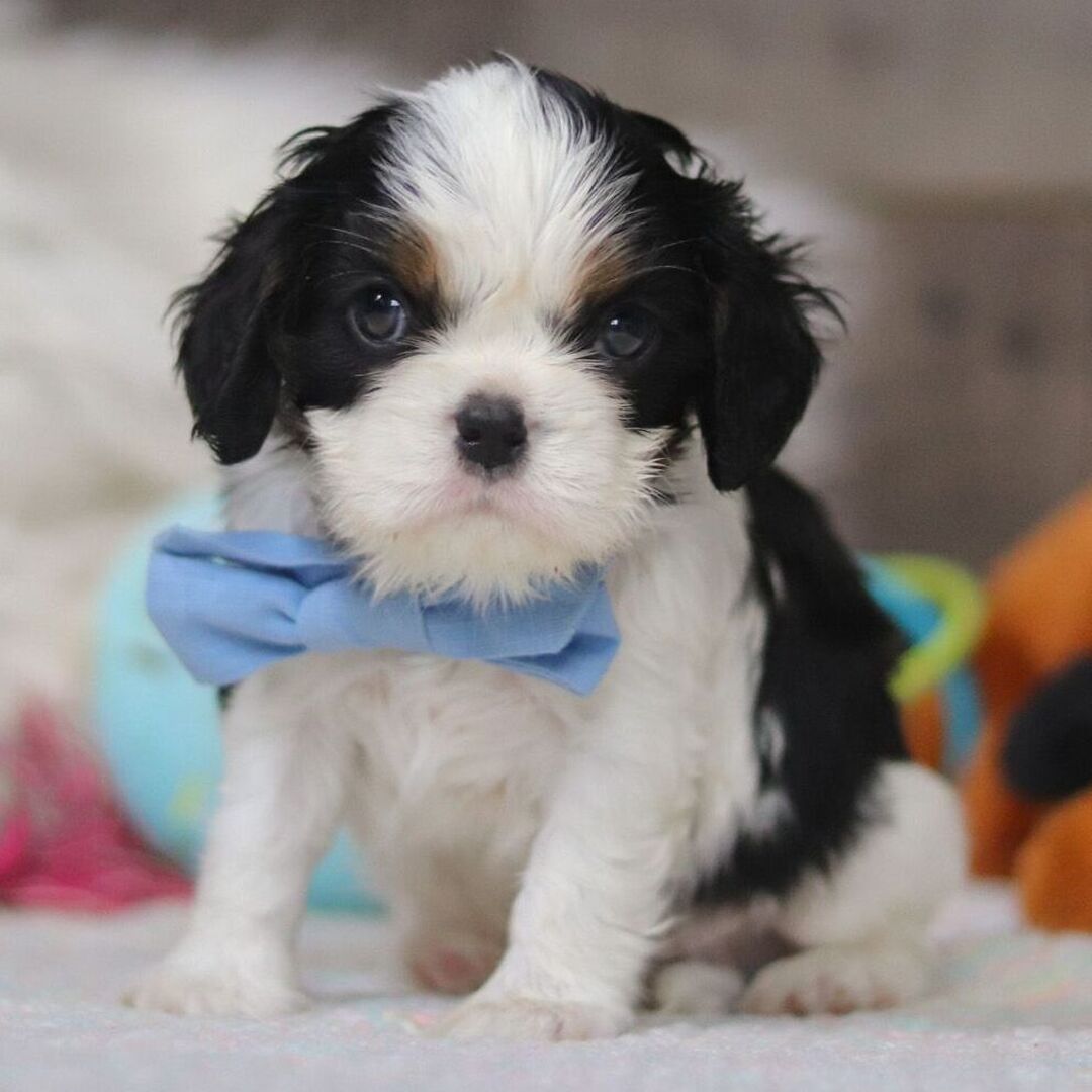 Oliver