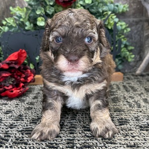Loki