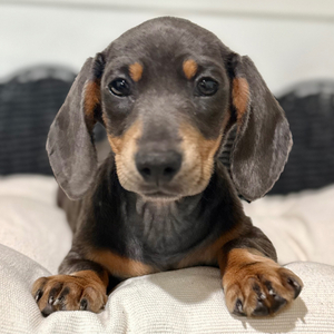 Lola