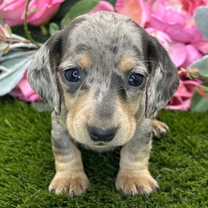 Cooper