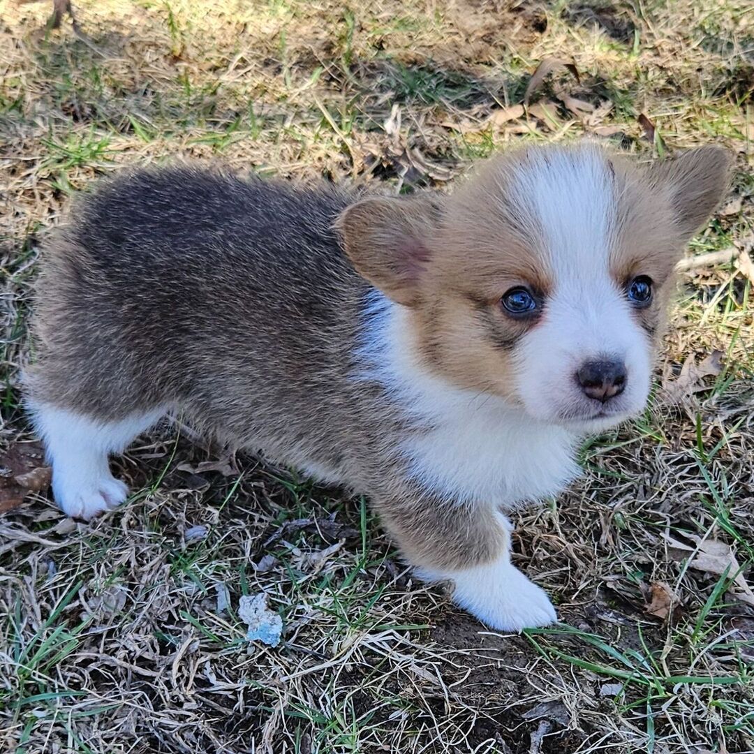 Simba