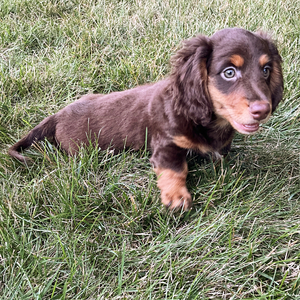 Rocky