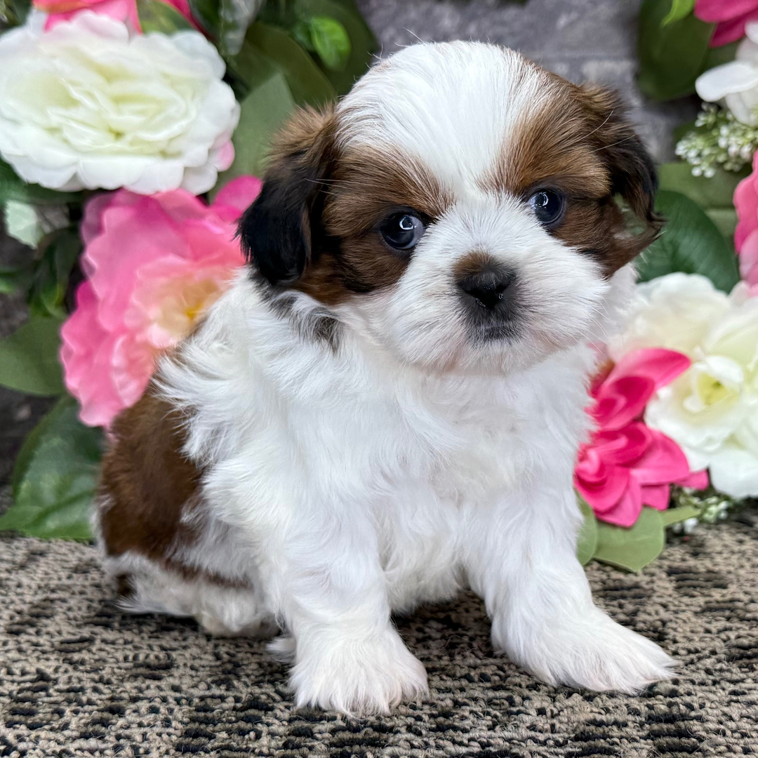 DUKE